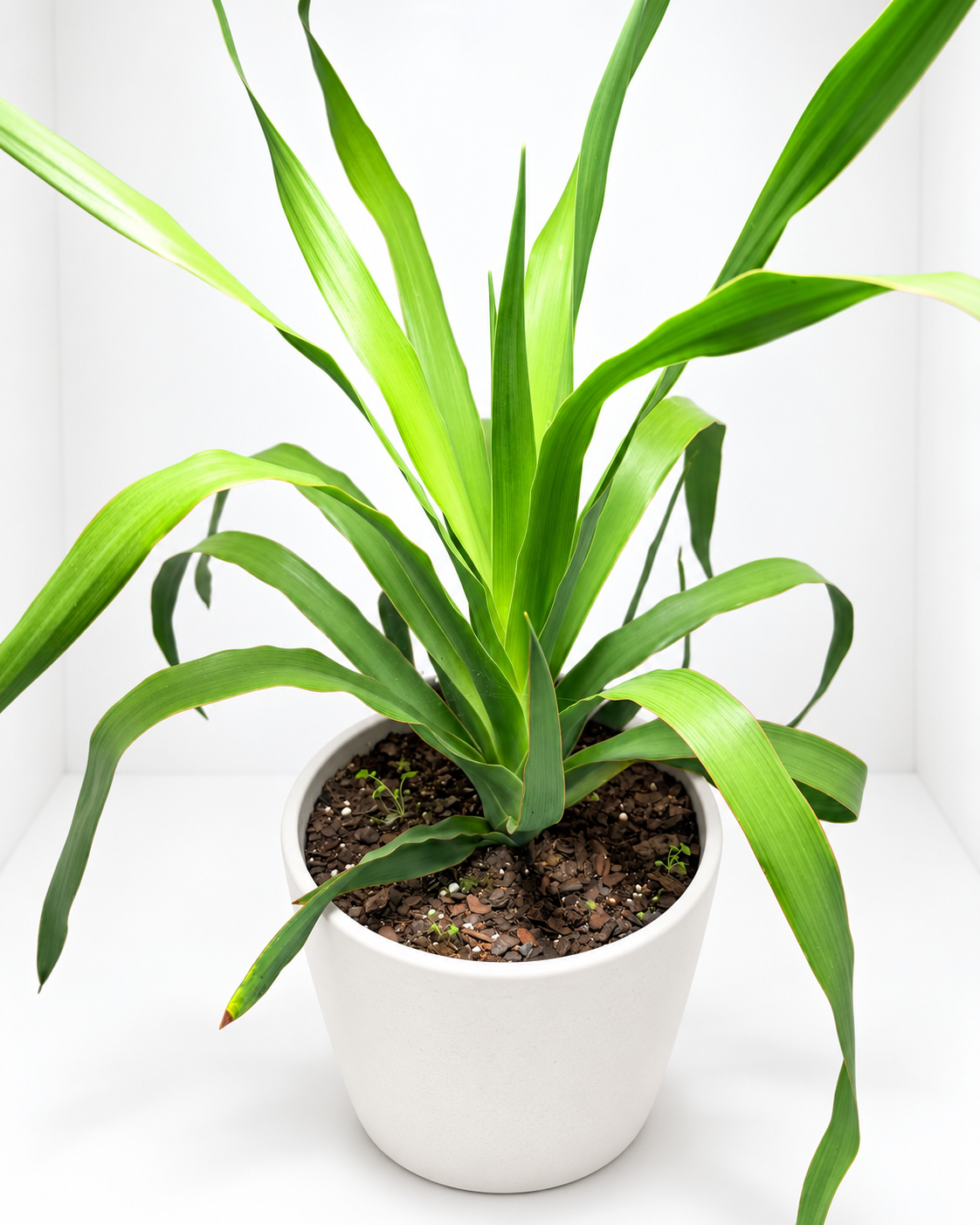 Dracaena marginata ‘Dragon Tree’ – Easy-Care Indoor Plant Succulents World