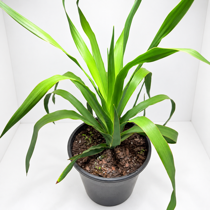 Dracaena marginata ‘Dragon Tree’ – Easy-Care Indoor Plant Succulents World