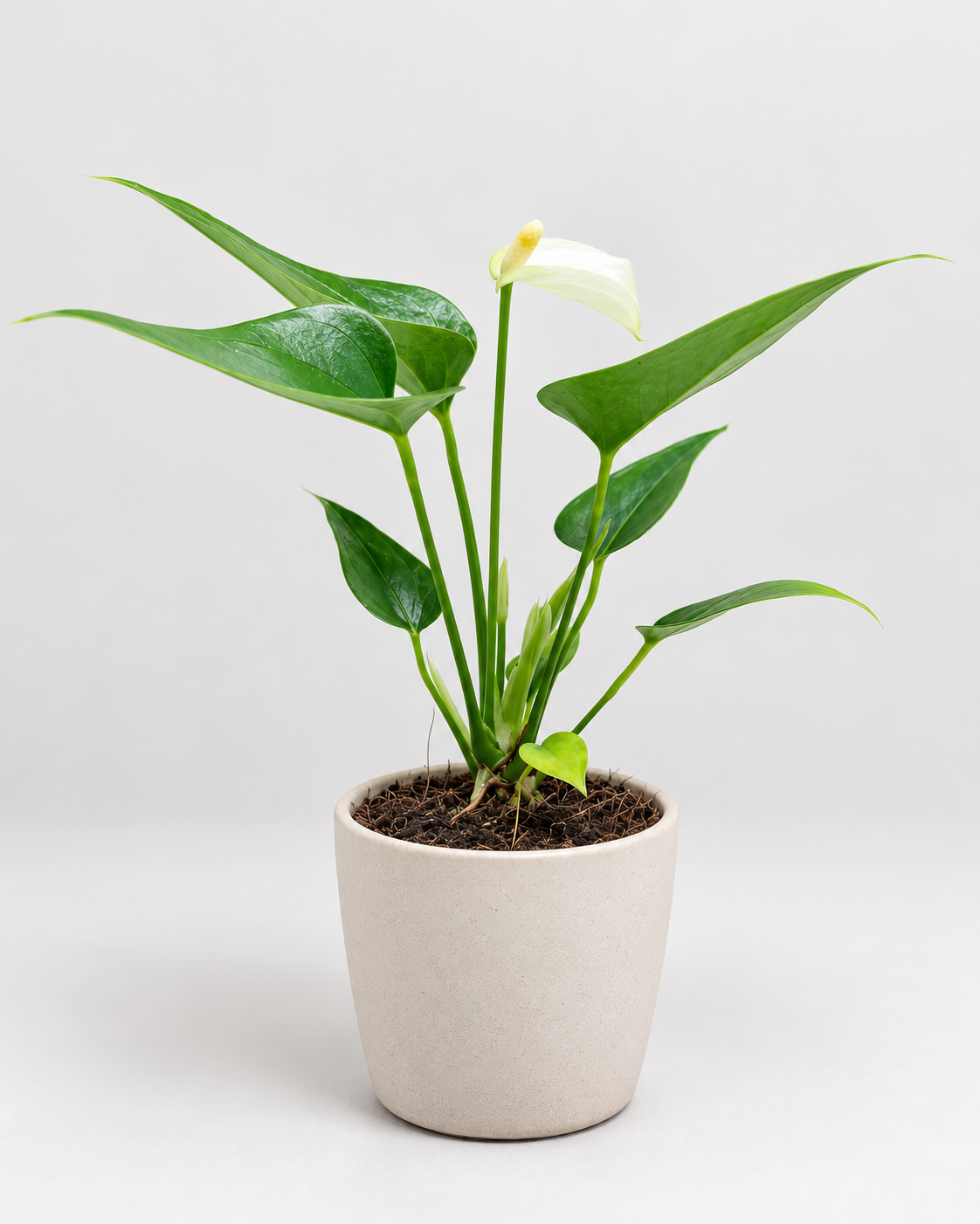 Anthurium Alpine – Elegant White Flowering Indoor Plant Succulents World