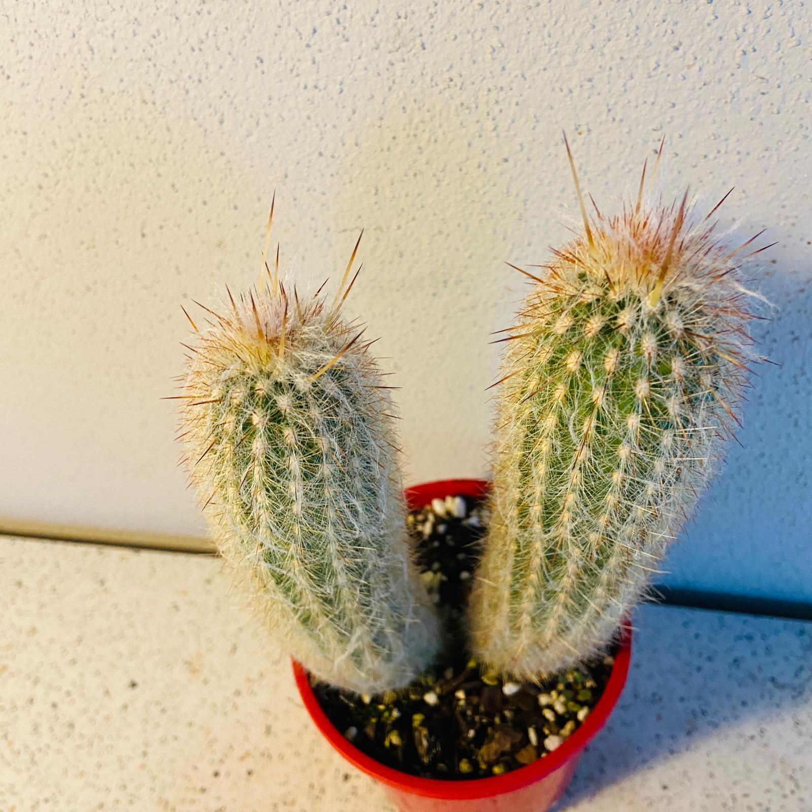 Cephalocereus senilis cactus with rare double-headed growth