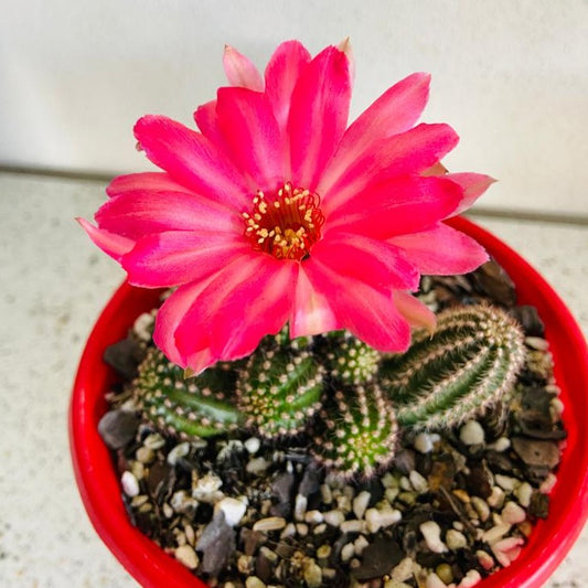 Chamaecereus Peanut Cactus Hot Pink with bright pink flowers
