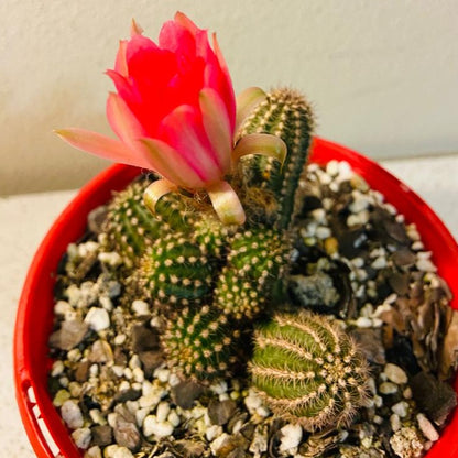 Chamaecereus silvestrii Hot Pink cactus with finger-like stems
