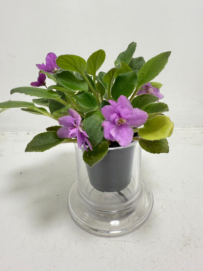 African Violet Child’s Play Pink showing delicate pink blooms