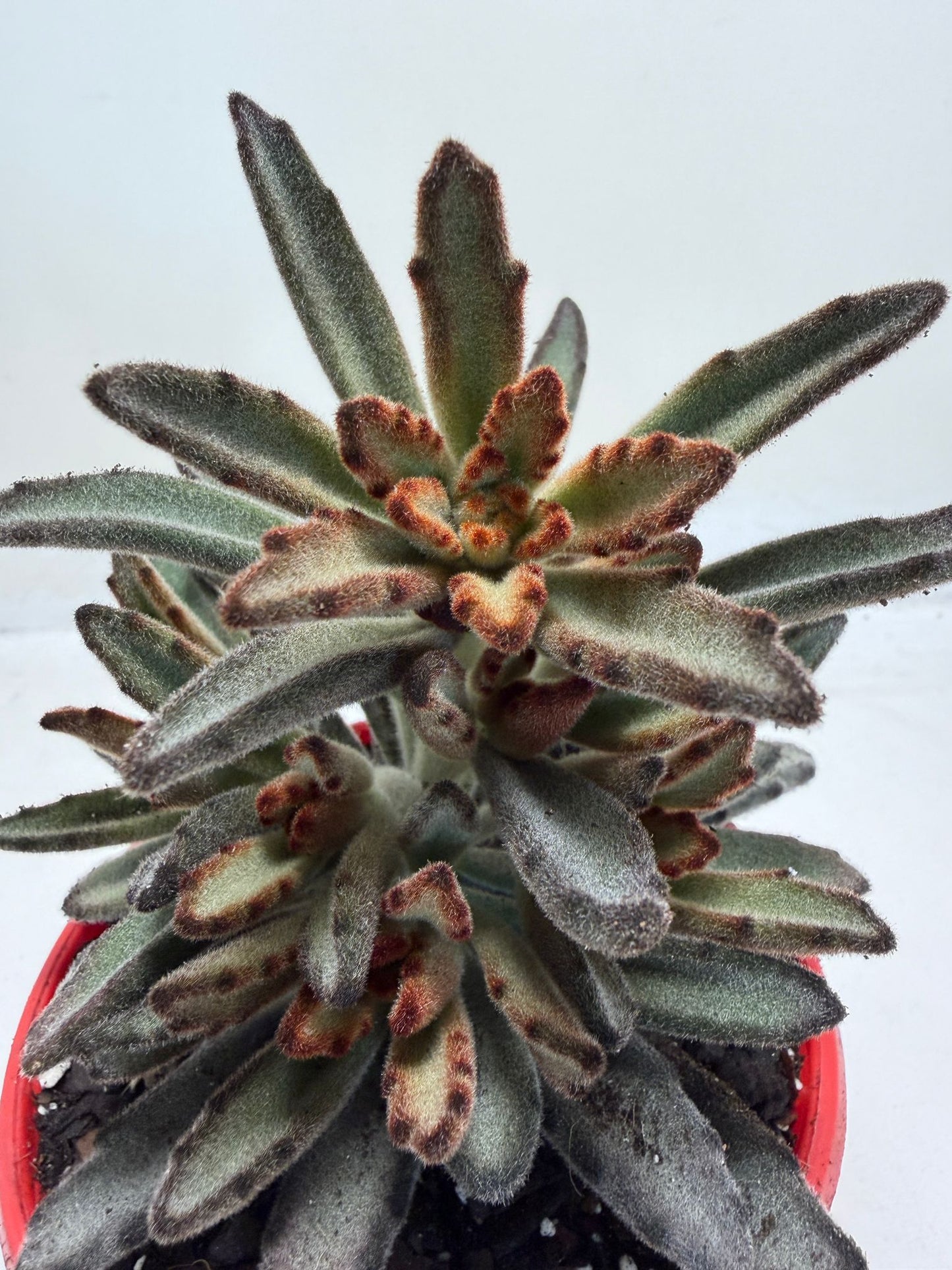 Kalanchoe Chocolate Soldier in an 80mm red pot
