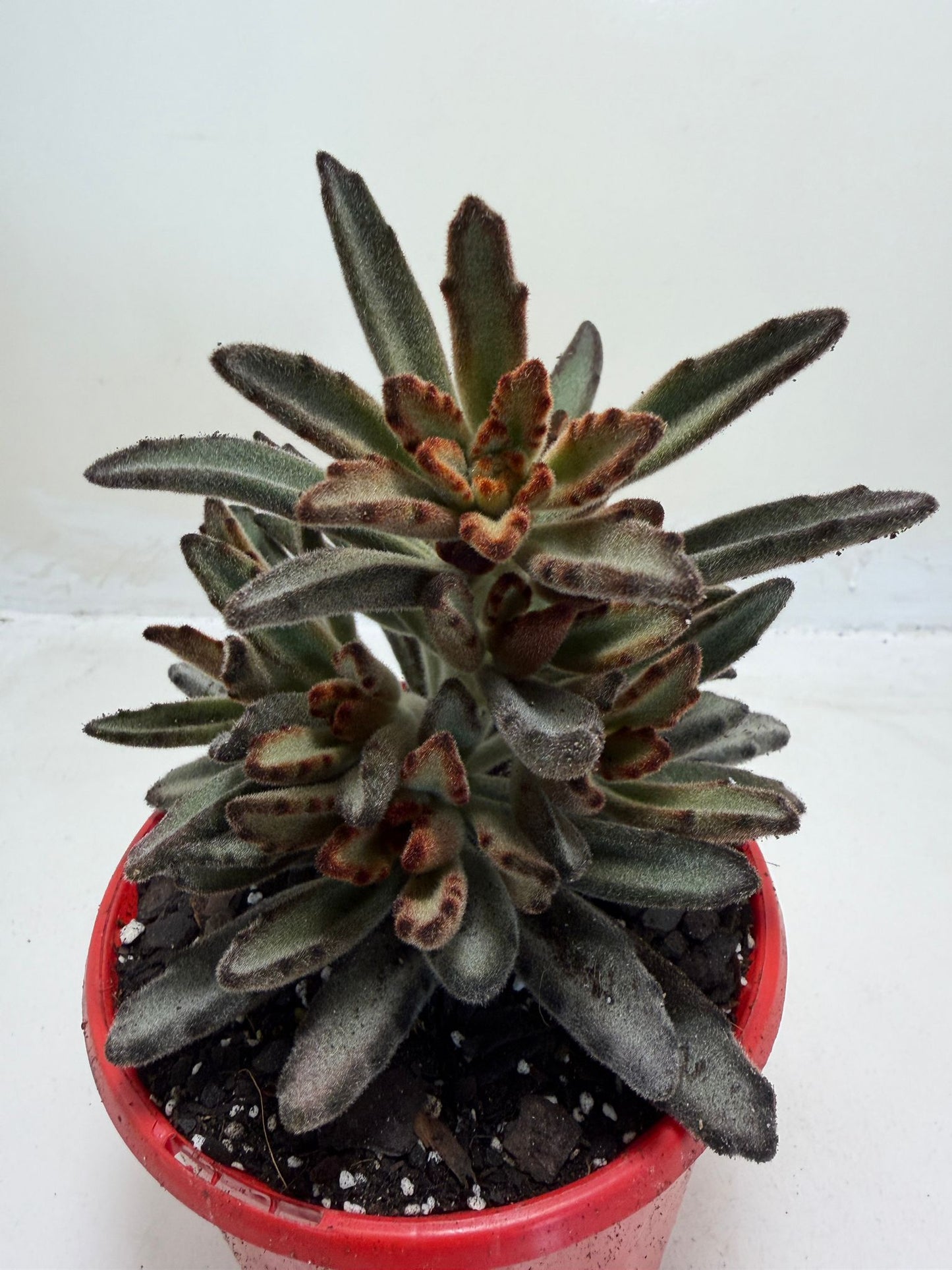 Chocolate Soldier Panda Plant with velvety leaves