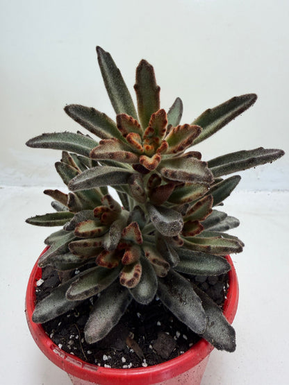 Chocolate Soldier Panda Plant with velvety leaves