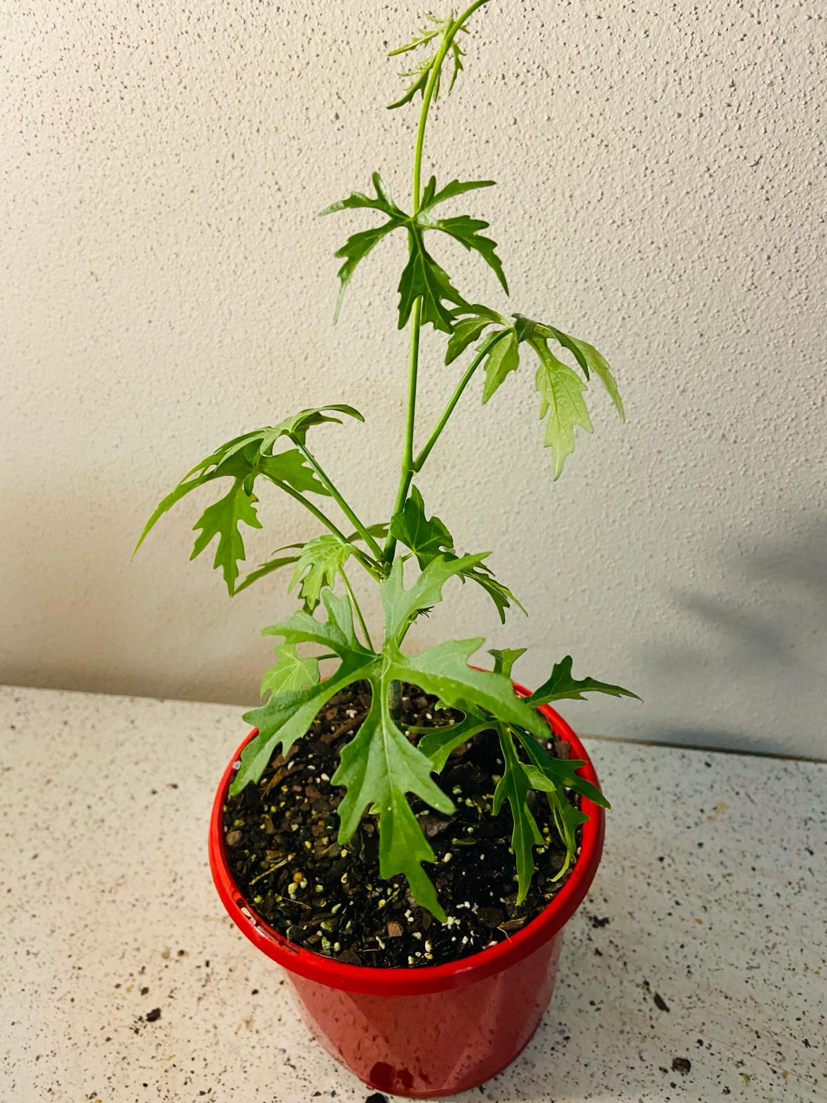 Full Cissus Tuberosa plant, side view