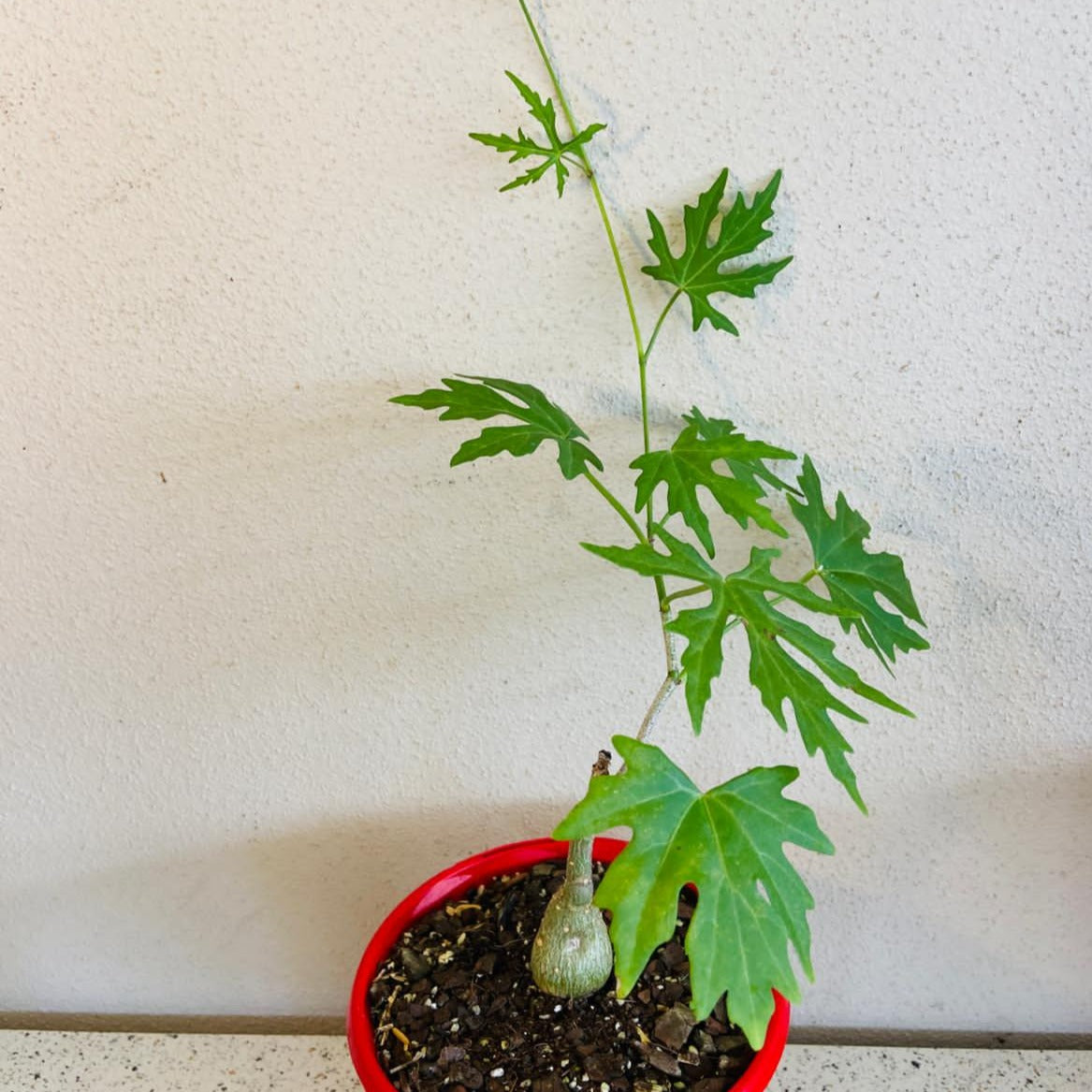 A potted Cissus tuberosa plant with a succulent caudex and green palmate leaves, in a red pot placed against a white wall.