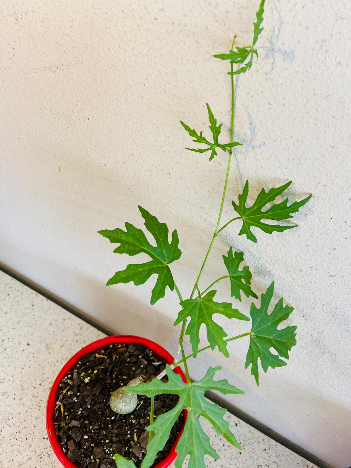 Cissus Tuberosa climbing vine growth habit