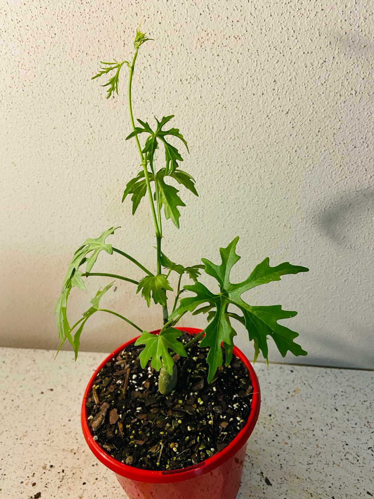 Cissus Tuberosa plant sold with matching pot