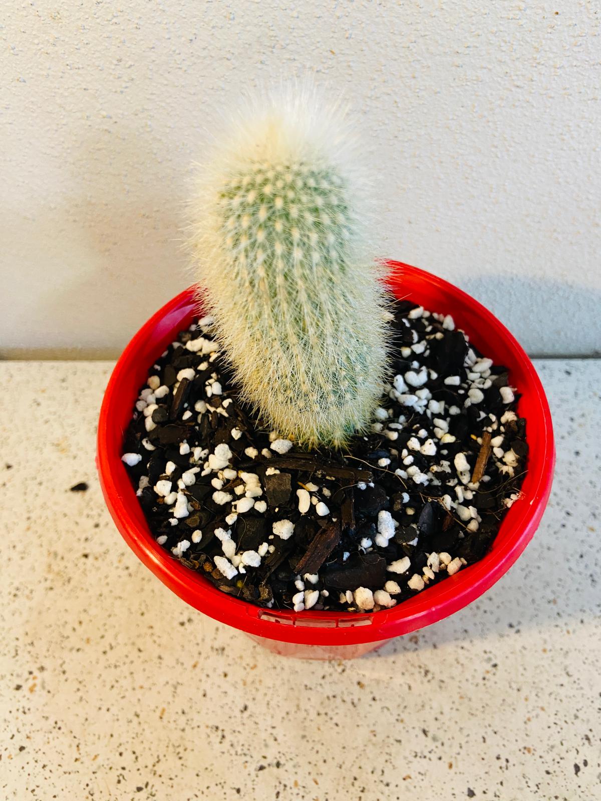 Cleistocactus strausii columnar cactus close up