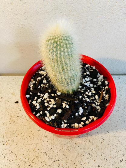 Cleistocactus strausii columnar cactus close up
