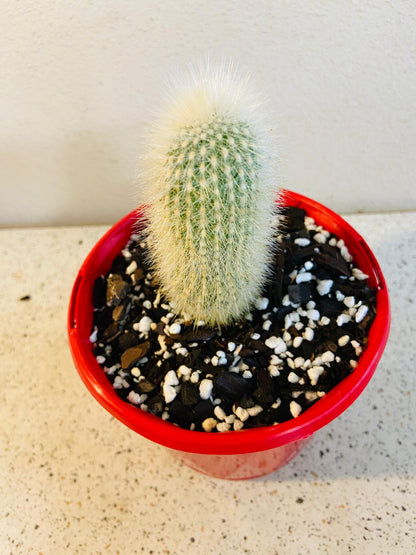 Cleistocactus strausii columnar cactus close up