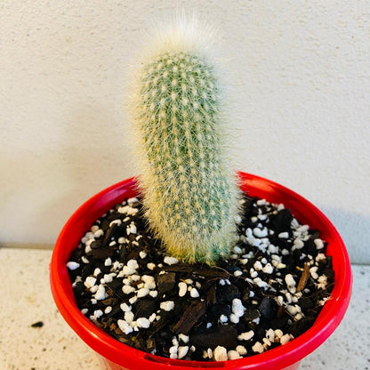 Cleistocactus strausii Silver Torch Cactus in red pot