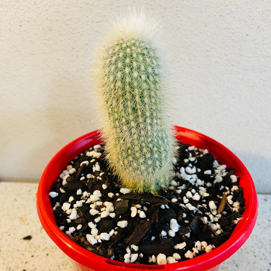 Cleistocactus strausii Silver Torch Cactus in red pot
