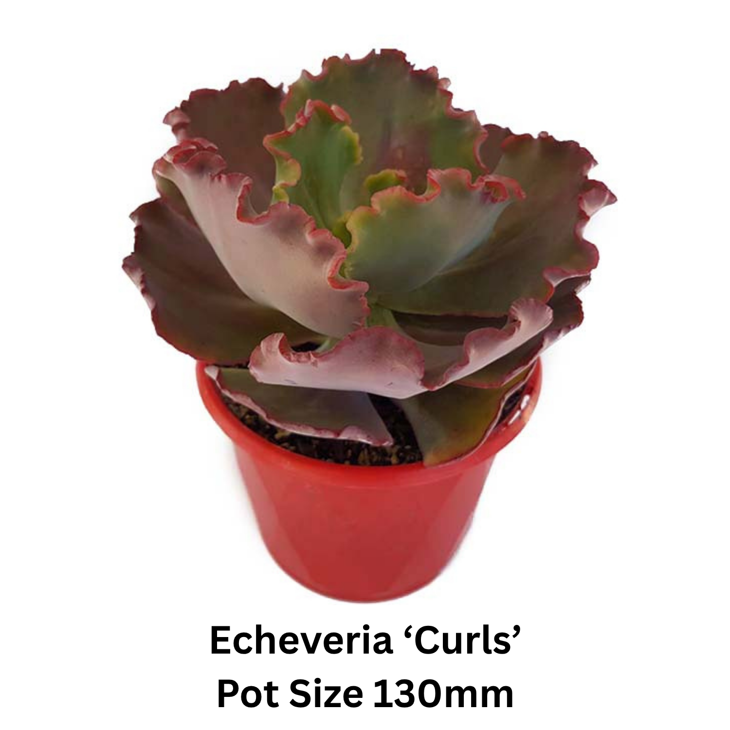 Colourful Echeveria assortment ideal for decorative pots, patios, and succulent gardens.