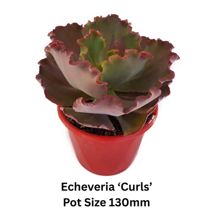 Colourful Echeveria assortment ideal for decorative pots, patios, and succulent gardens.