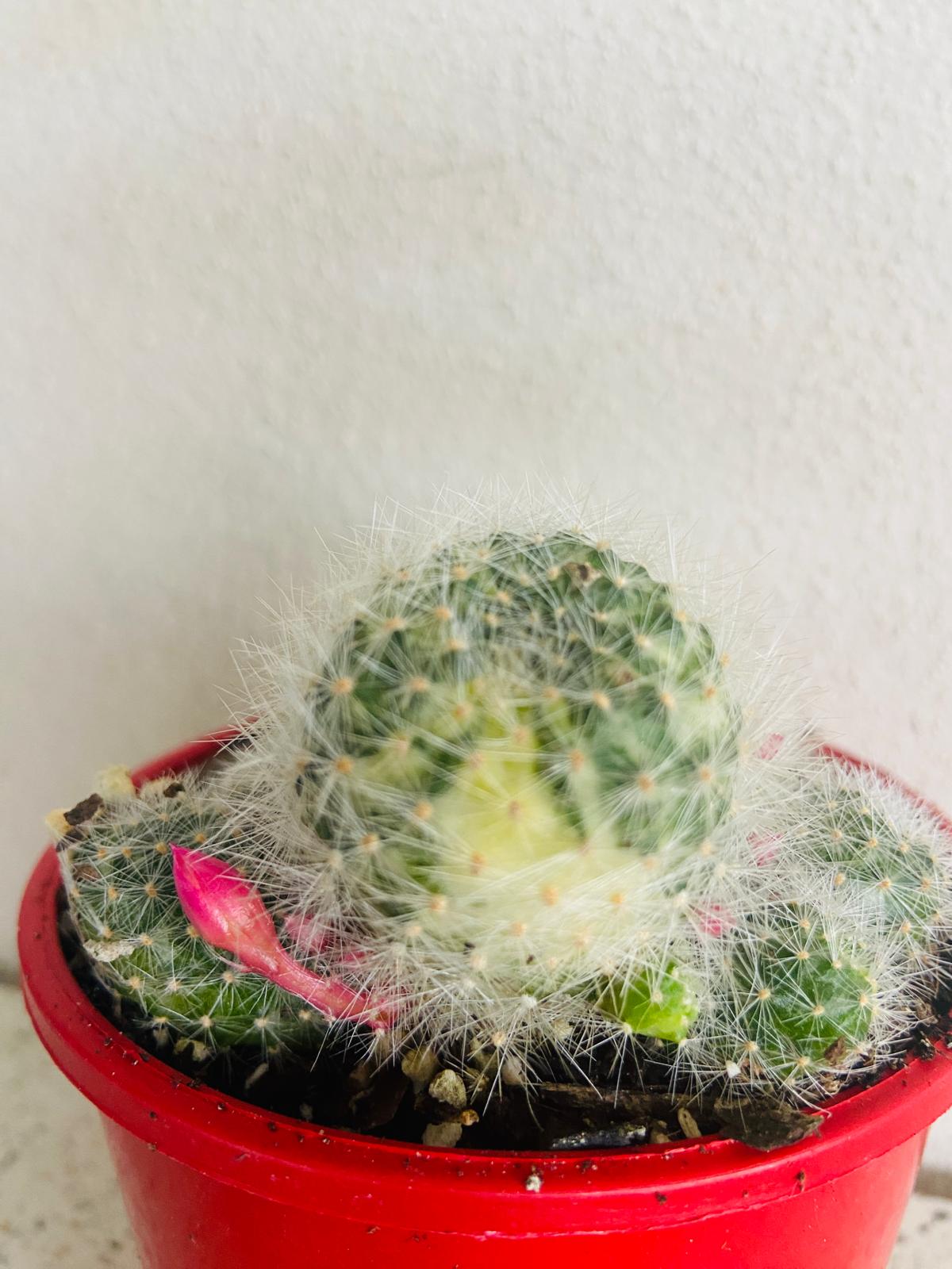 Colourful variegated Rebutia cactus