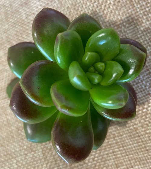 Colourful mixed succulent cuttings