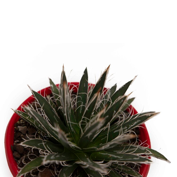 Agave parviflora compact succulent plant for Australian collectors (side view)