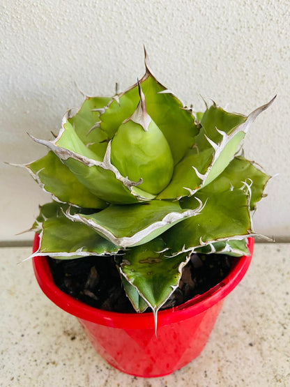 Compact Agave titanota for pots, rock gardens, and drought-tolerant landscapes