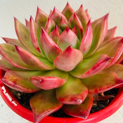 Compact Echeveria ‘Amestro’ plant with tightly packed leaves and low-growing form