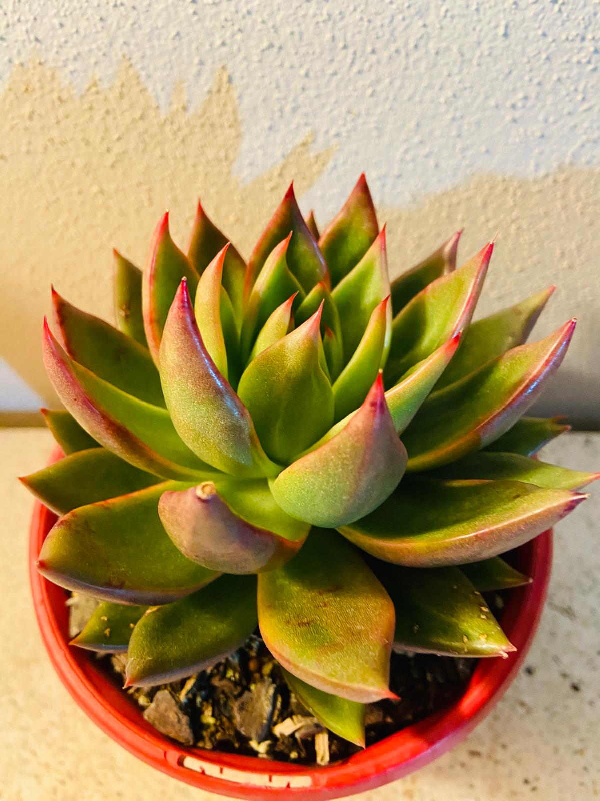 Echeveria Miranda succulent with compact symmetrical rosette shape
