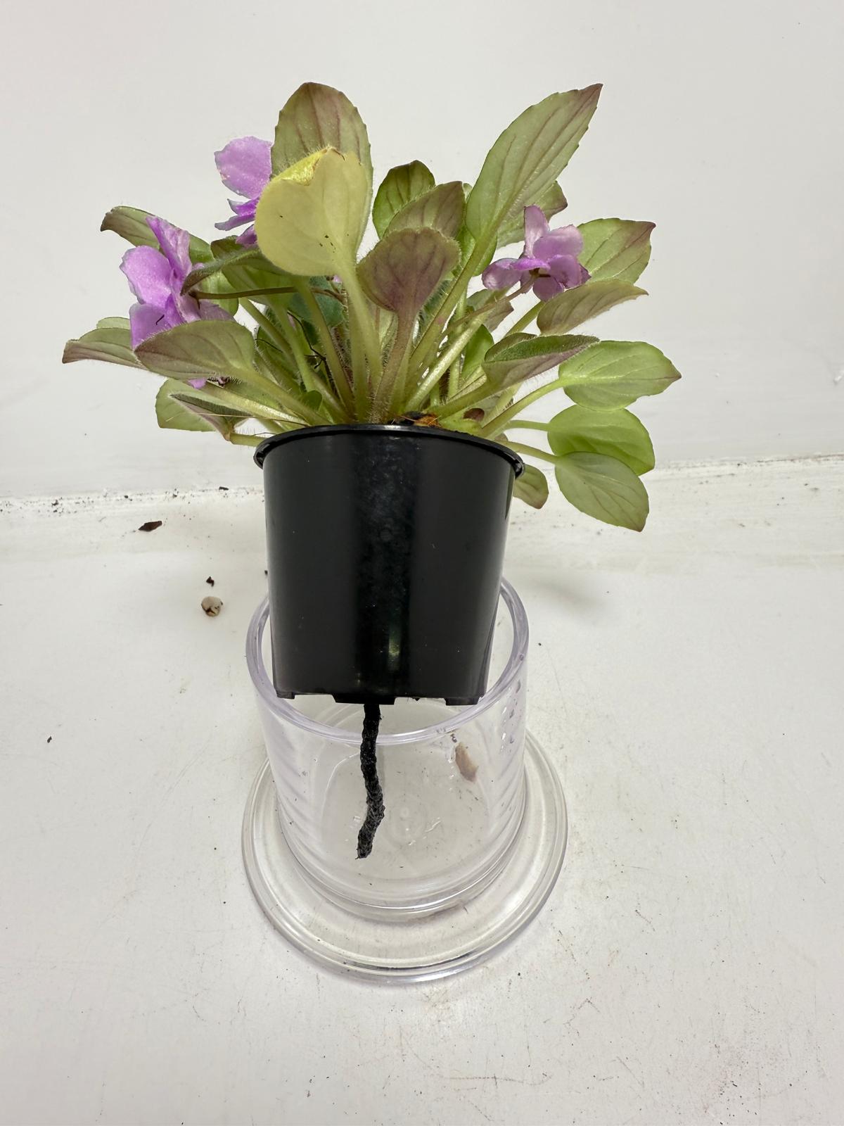Small flowering indoor plant with pink African Violet flowers