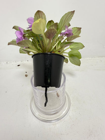 Small flowering indoor plant with pink African Violet flowers