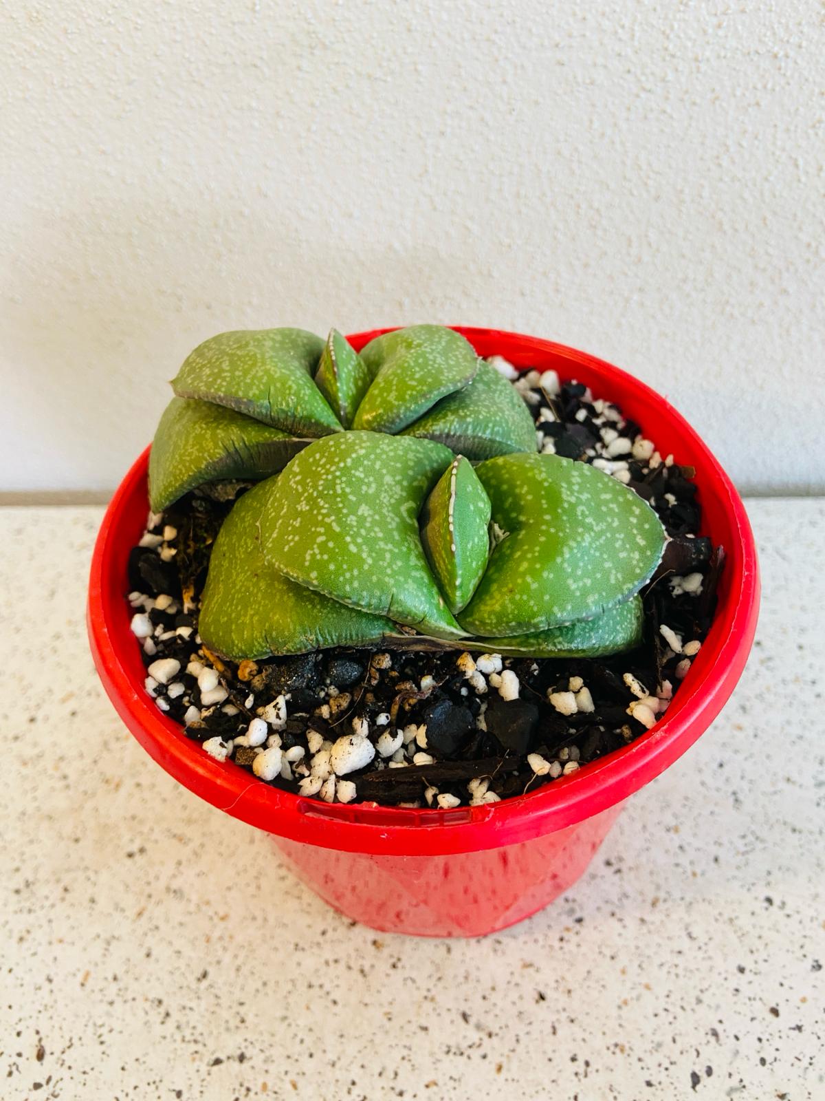 Gasteria Armstrongii growing as a compact indoor succulent