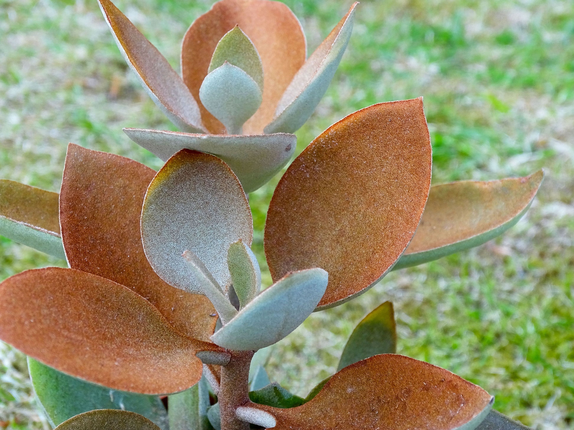 Copper Spoons succulent showing velvety spoon-shaped foliage