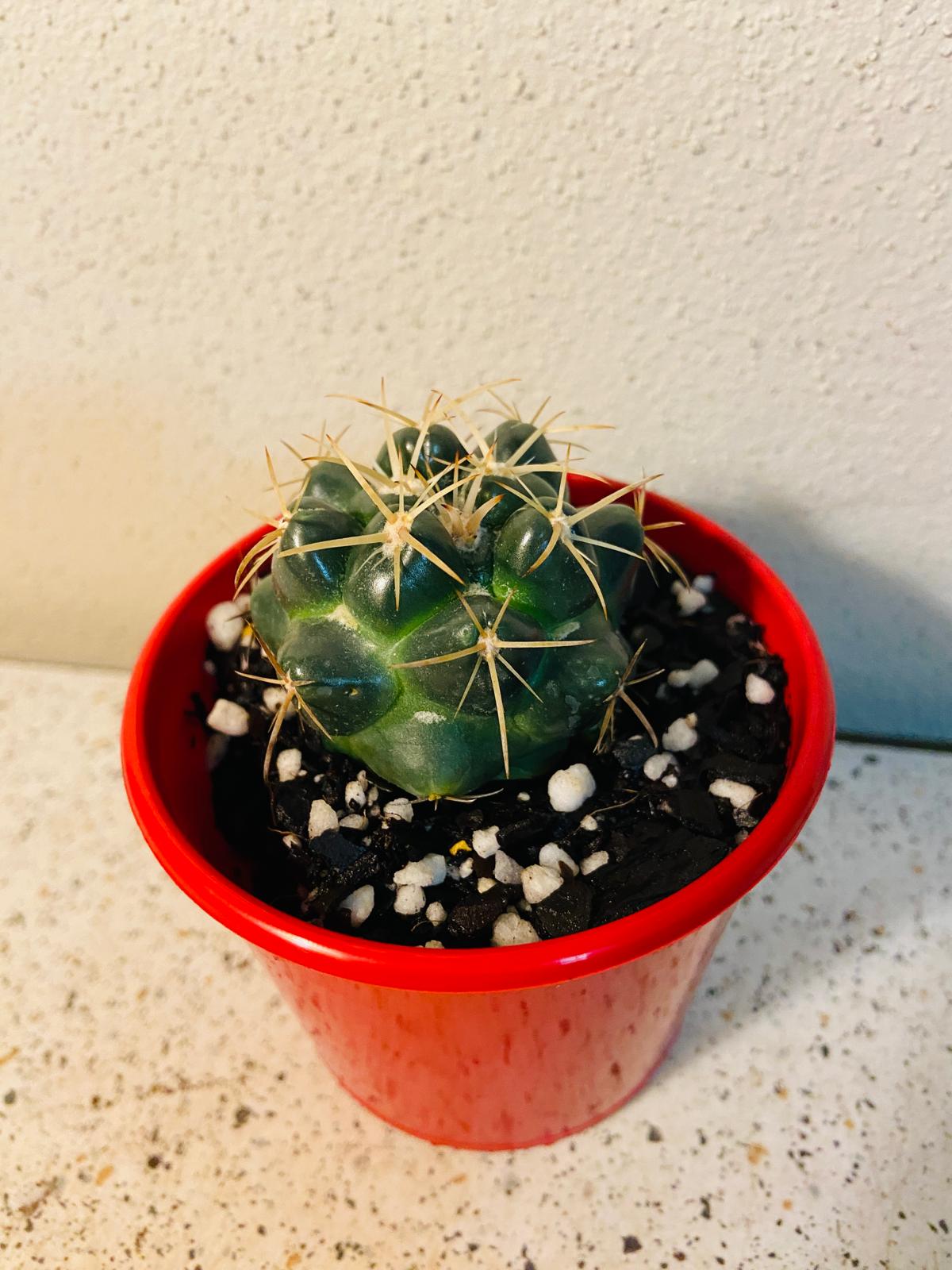 Cacti - Corypantha Elephantidens My Store