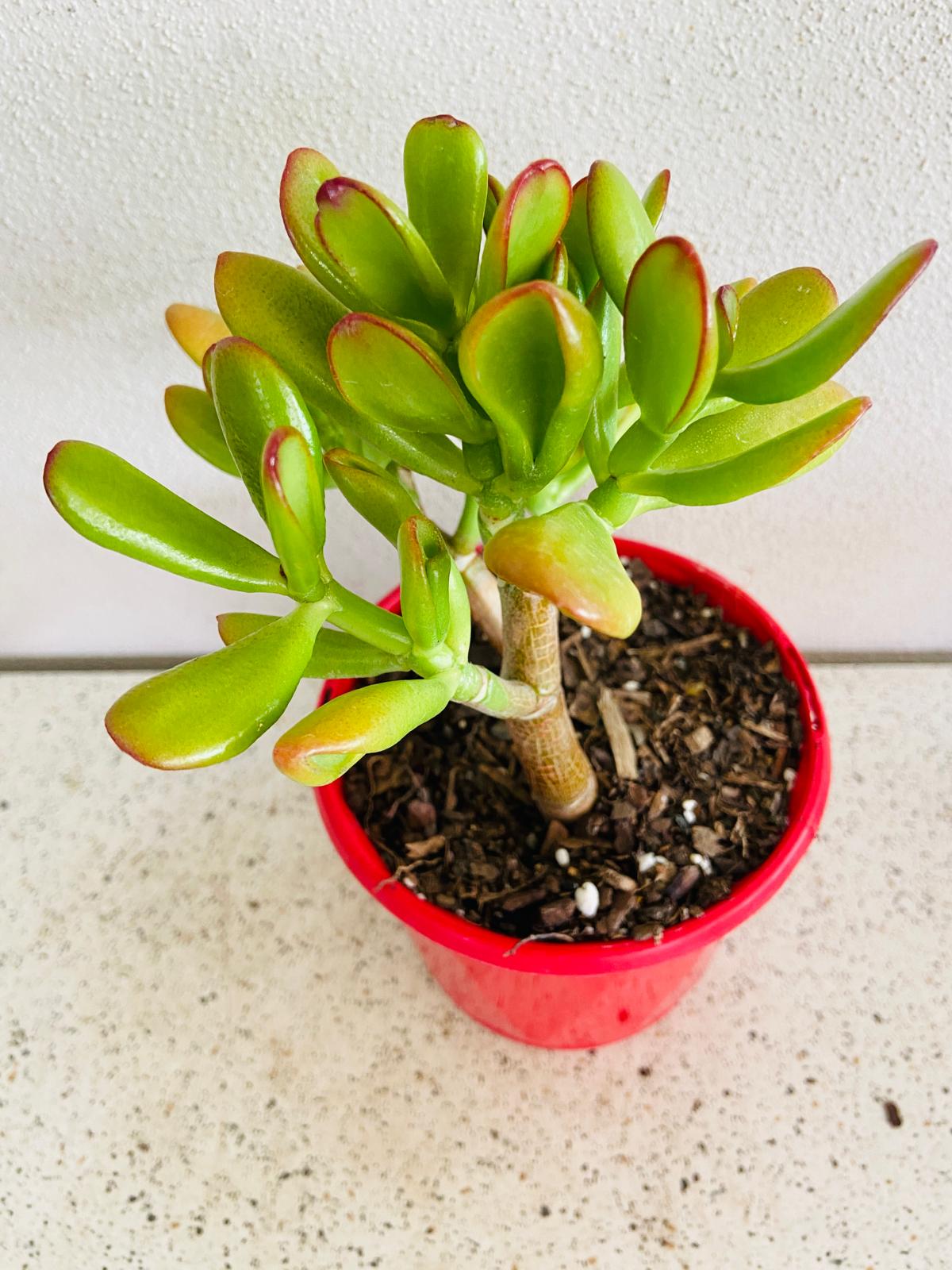 Crassula Gold Fingers Skinny Fingers Jade succulent with upright leaves