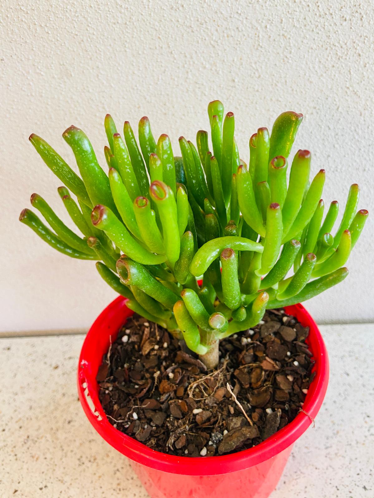 Gollum Jade succulent with trumpet-shaped leaves and red tips