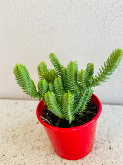 Close-up of Crassula muscosa leaves arranged along thin trailing stems