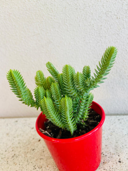 Crassula muscosa trailing succulent spilling gently over the pot edge