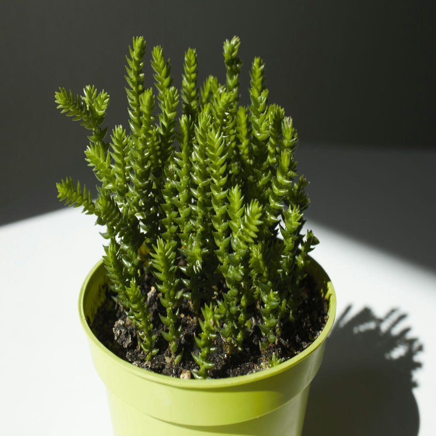 A potted Crassula muscosa plant with dense, green, scale-like foliage arranged in a watch chain pattern, set against a neutral background.