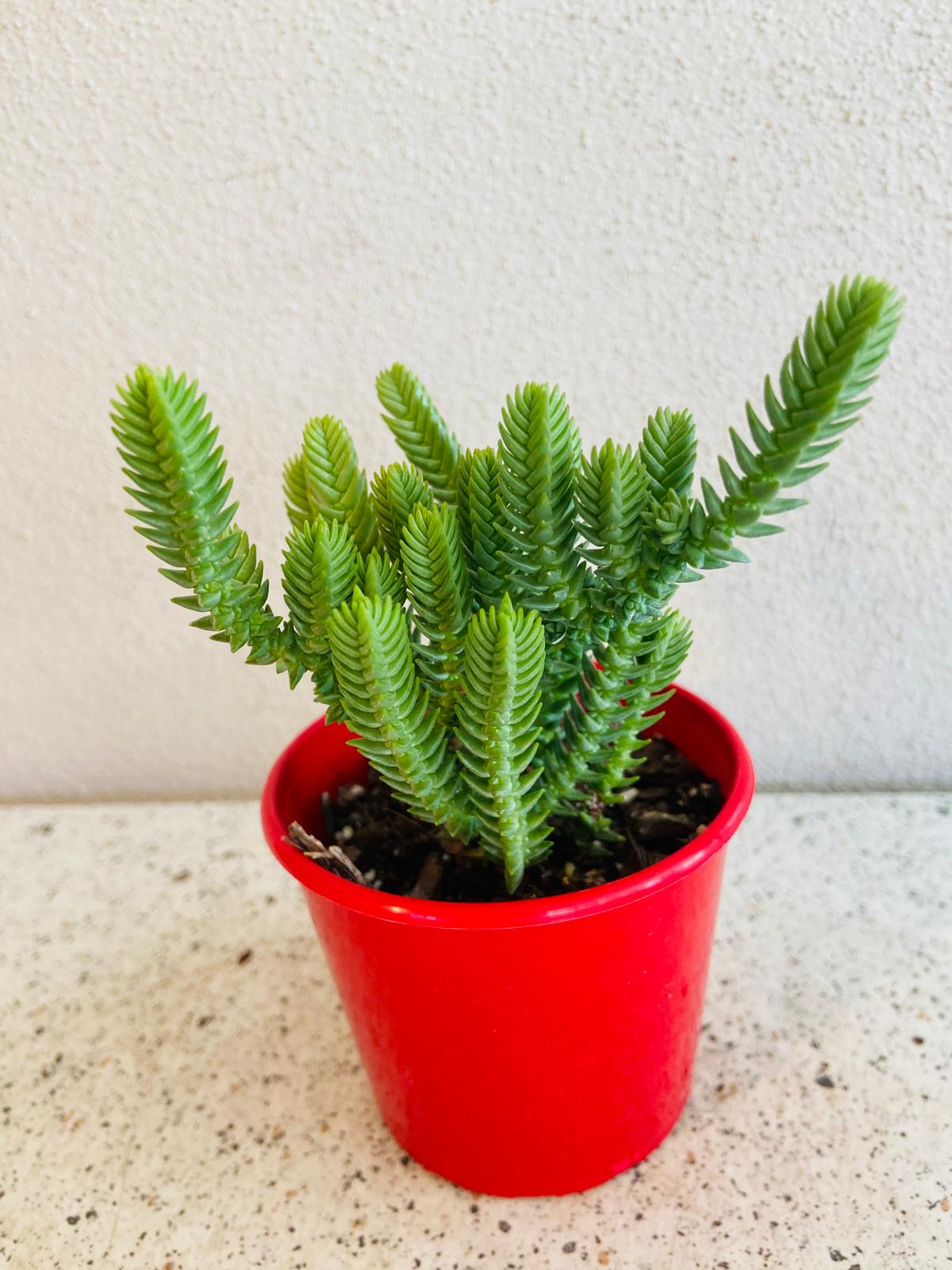 Crassula muscosa Zipper Plant with compact upright and trailing growth