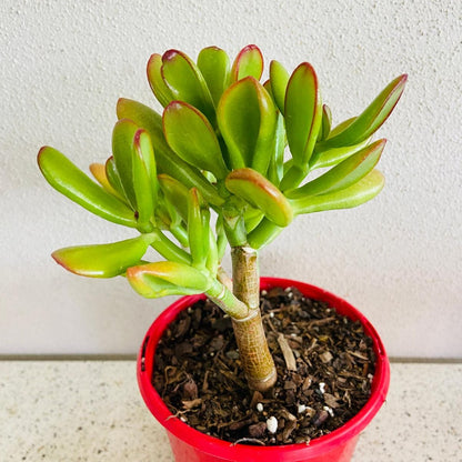 Crassula Ovata Gold Fingers Golden Jade Plant with yellow variegated leaves