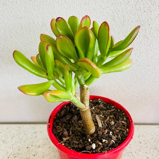 Crassula Ovata Gold Fingers Golden Jade Plant with yellow variegated leaves