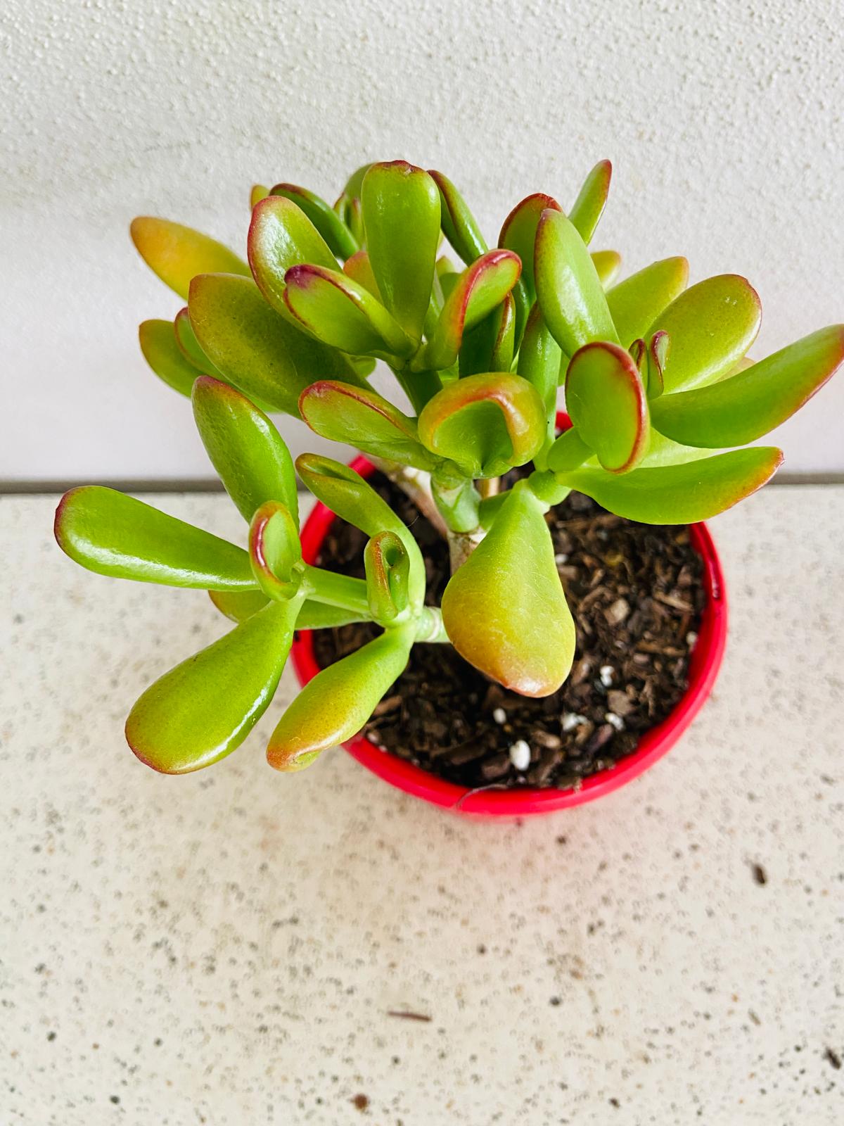 Close up view of Crassula Ovata Gold Fingers leaves with golden variegation