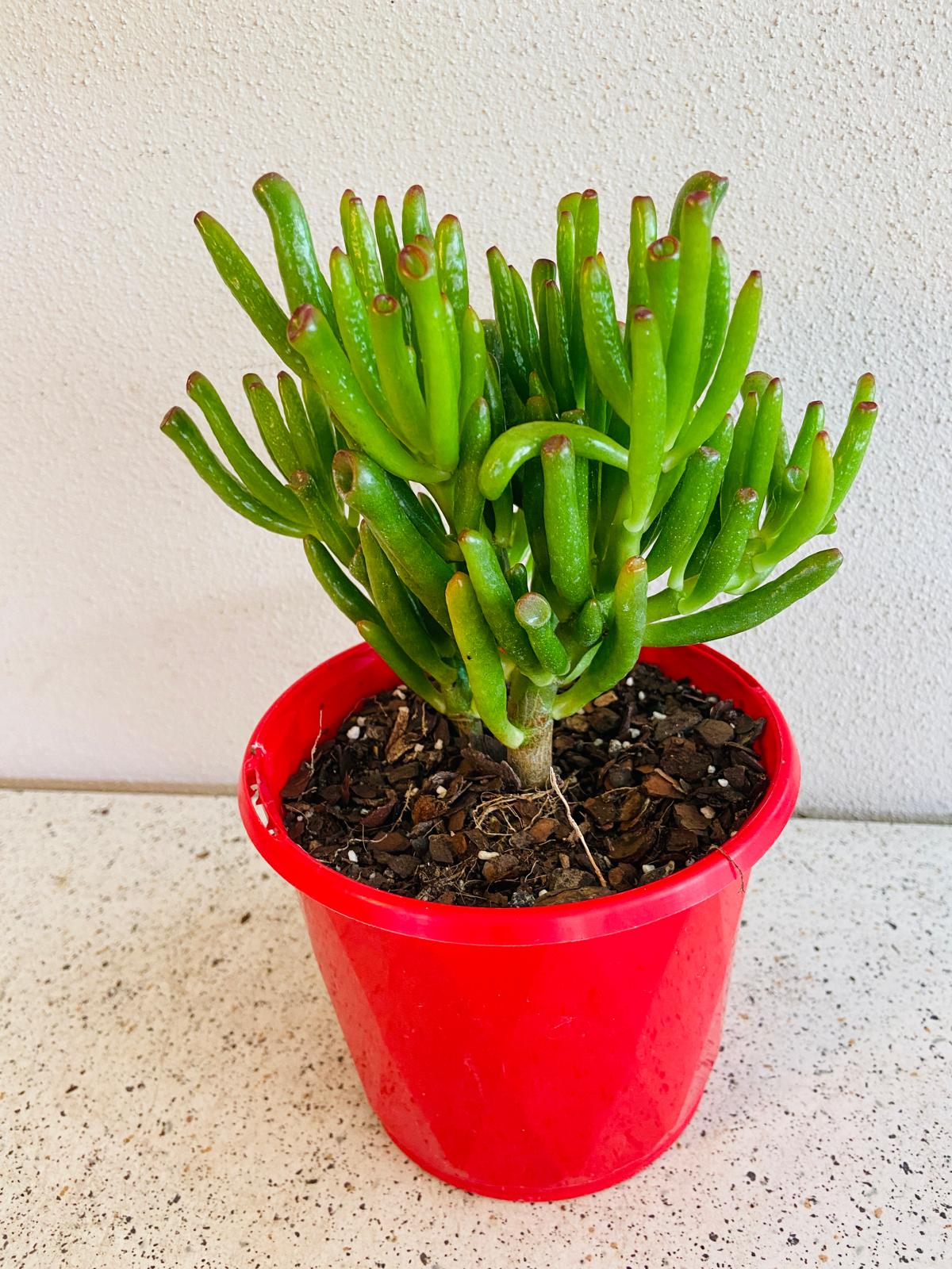 Crassula ovata Gollum supplied in a 130mm nursery pot