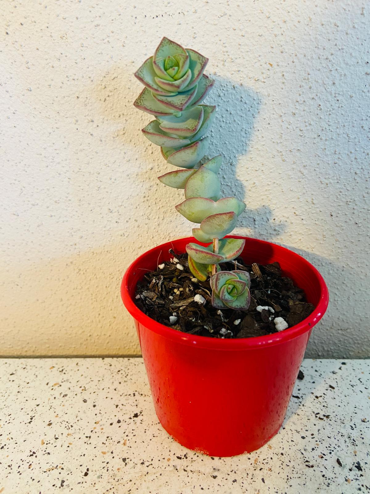 Crassula perforata trailing succulent suitable for hanging baskets
