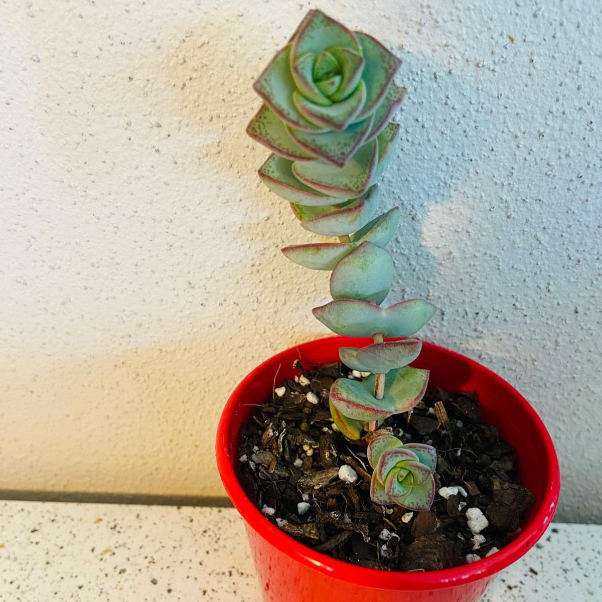 Crassula perforata Necklace Vine succulent with trailing stems