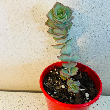Crassula perforata Necklace Vine succulent with trailing stems