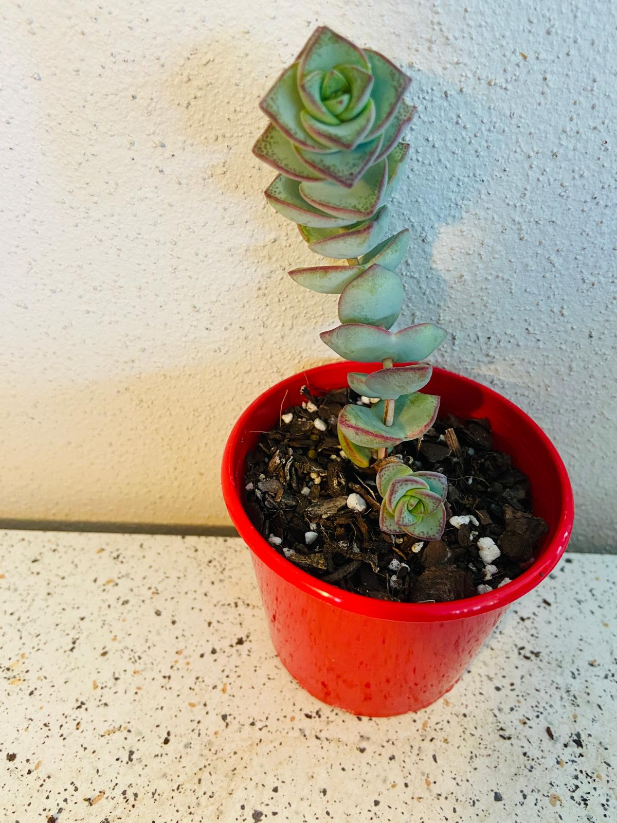 Crassula perforata String of Buttons succulent growing in an 80mm pot