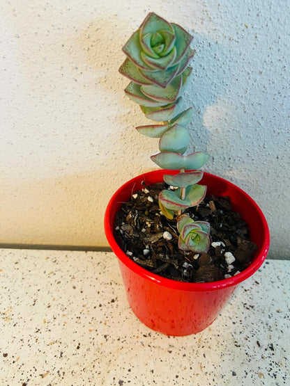 Crassula perforata String of Buttons succulent growing in an 80mm pot