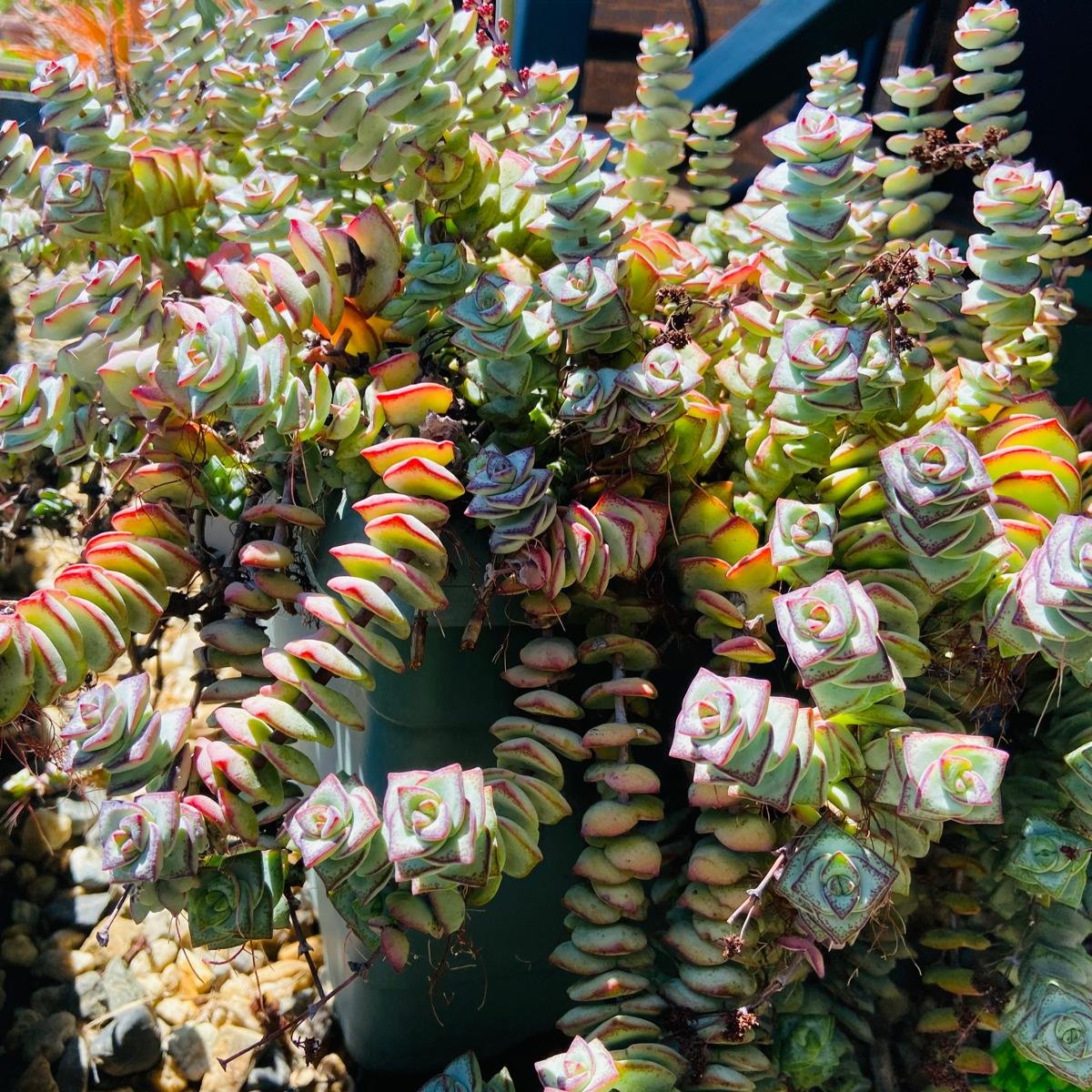 Crassula perforata String of Buttons succulent plant with stacked green leaves