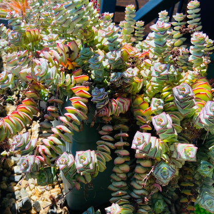 Crassula perforata String of Buttons succulent plant with stacked green leaves