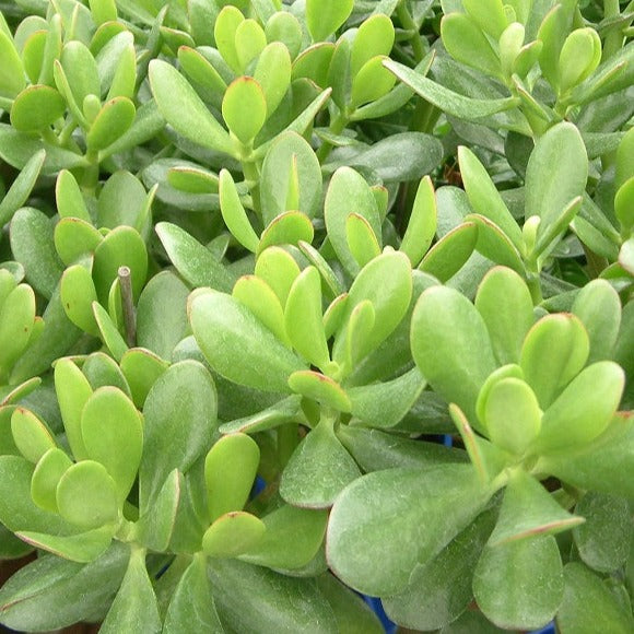 Crassula ‘Rana’ frog-like succulent